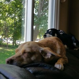 Meet your Posher, Larry